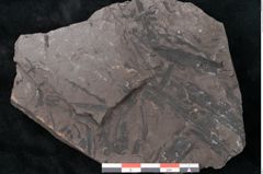 Foto (Detailansicht) von Noeggerathia palmaeformis Goeppert (NHMW-GEO-2024-0188-10754)